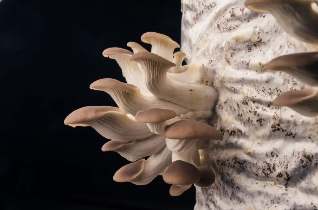 growing oyster mushrooms at home
