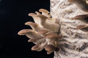 growing oyster mushrooms at home