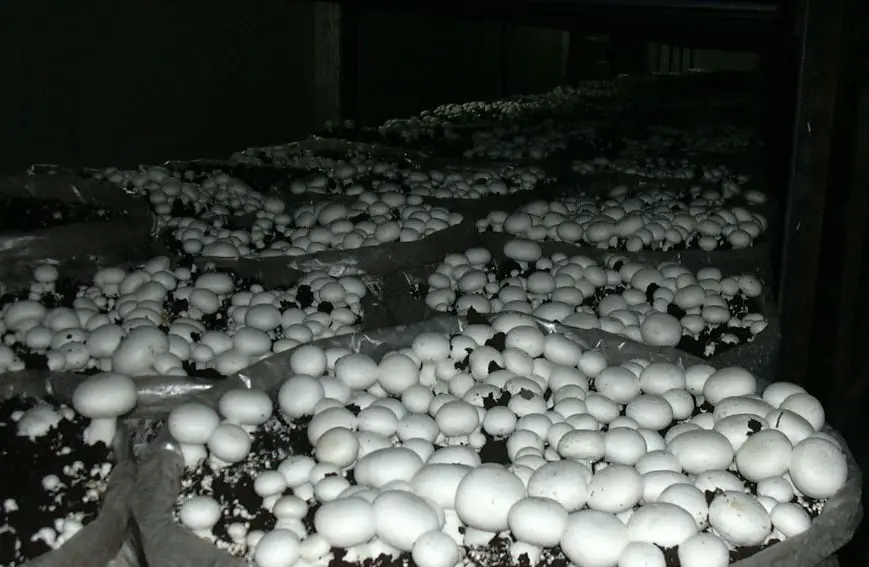 how to grow mushrooms in basement or cellar