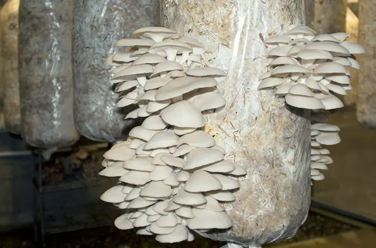 step by step guide to grow oyster mushrooms