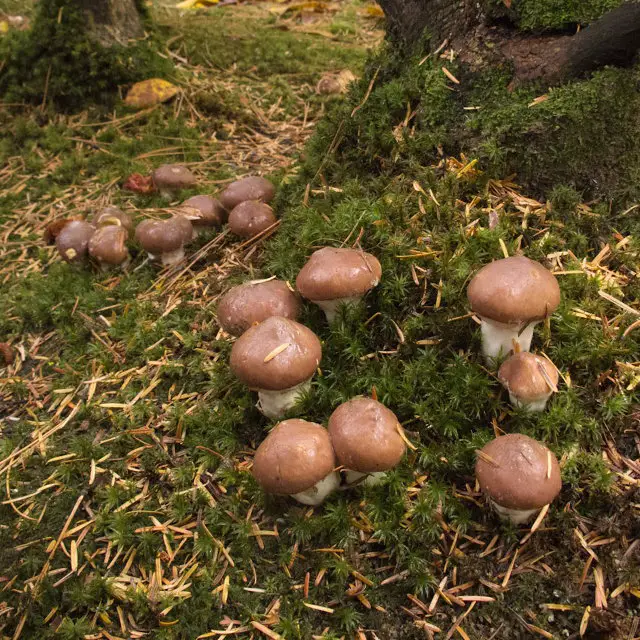 edible types of brown mushrooms
