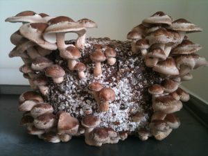 how to grow shiitake mushrooms indoors