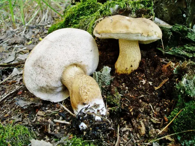 poisonous types of brown mushrooms