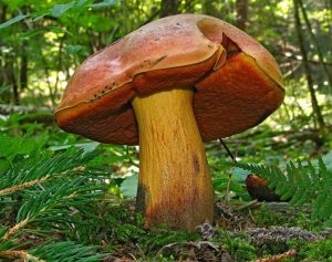 types of brown mushrooms