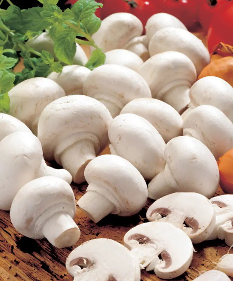 white button mushroom growing