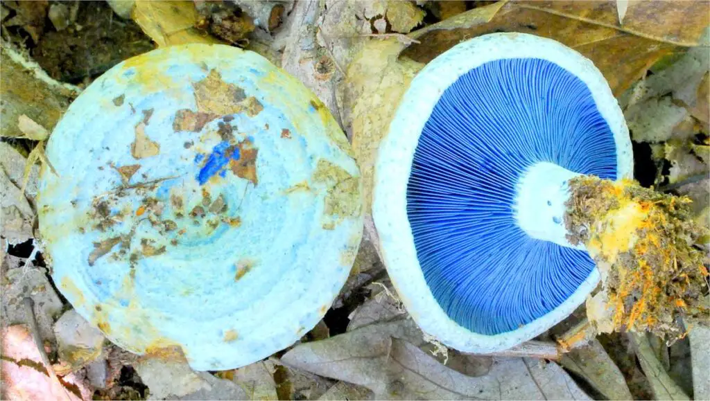 blue milk mushroom lactarius indigo
