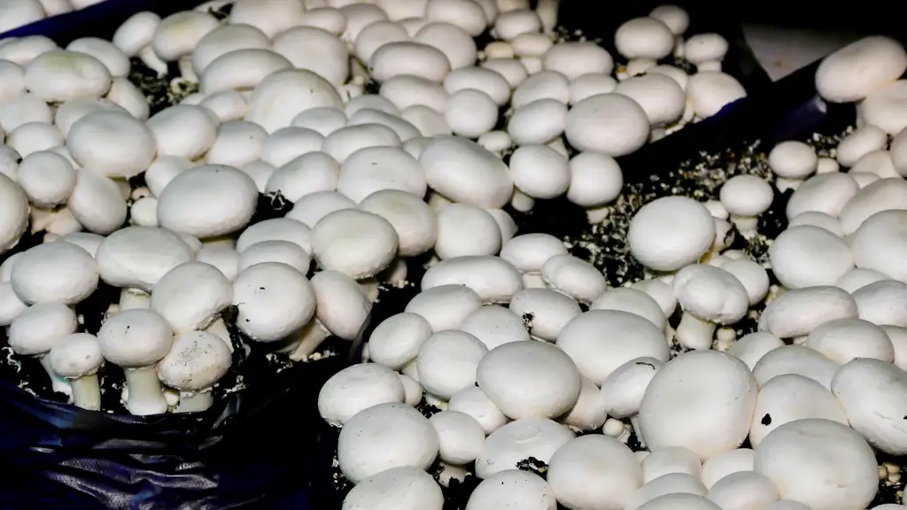 where do white button mushrooms grows 1