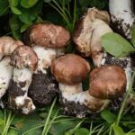 agaricus blazei murill mushroom where to buy