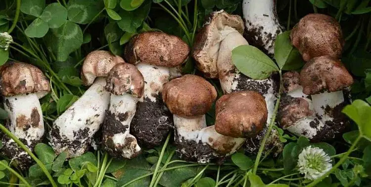 agaricus blazei murill mushroom where to buy