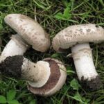 Agaricus bisporus Mushroom: Habitat, Species, Cultivation
