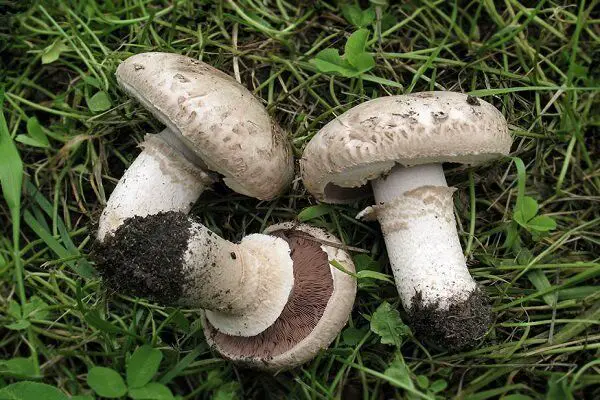 agaricus bisporus mushroom
