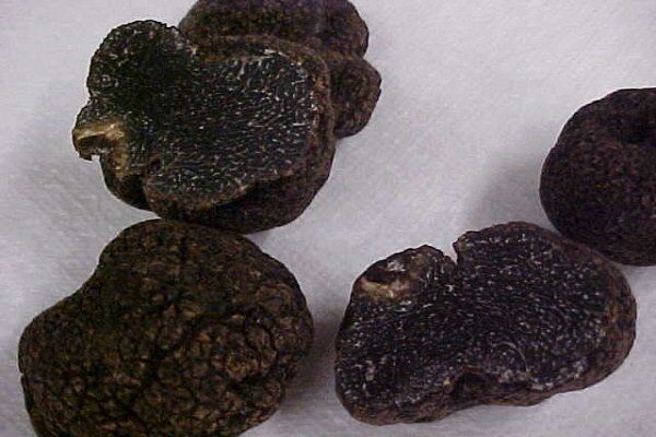 chinese black truffle