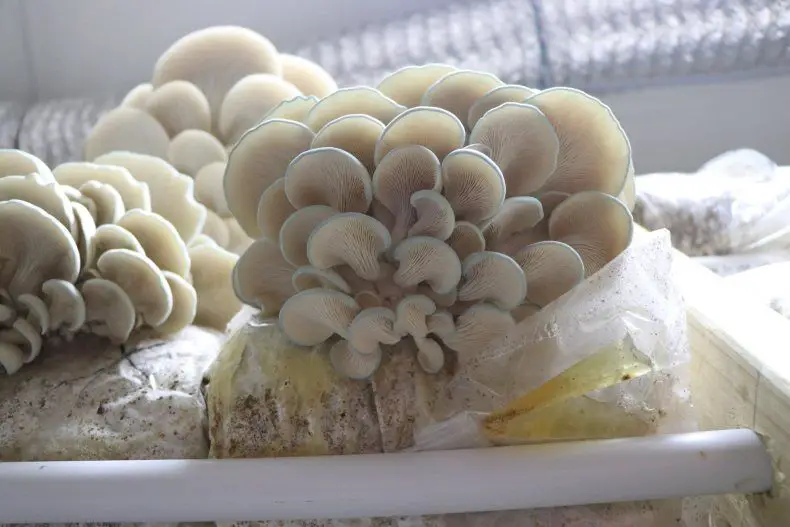 diy-mushroom-grow-box-for-beginners-at-home-step-by-step