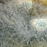 Get rid of mold on Mycelium (Blue, Green, Orange, Red Mold)