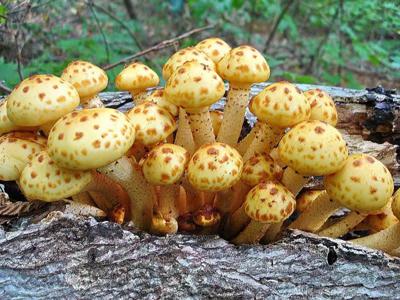 golden scalycap mushroom pholiota aurivella