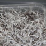 grow mycelium from spore