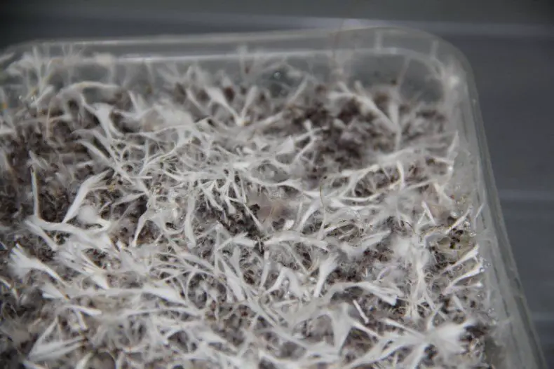 grow mycelium from spore