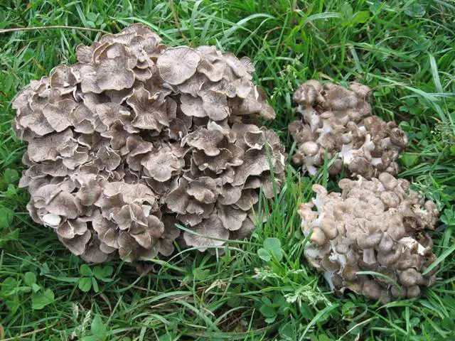hen of the wood grifola frondosa