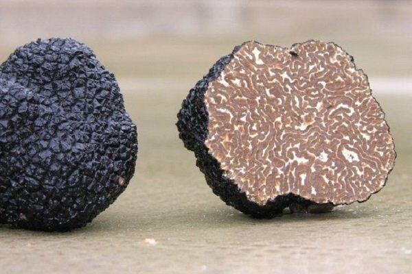 himalayan black truffle