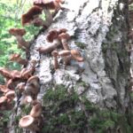 12 Mushrooms that grow on and under birch Trees with Photos