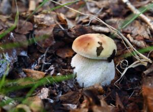 how long after rain do mushrooms grow