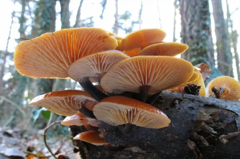 how to grow enoki mushrooms