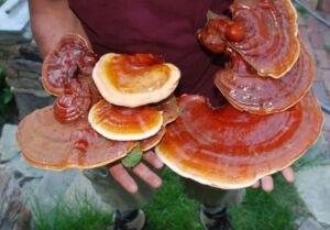 how to grow reishi mushroom