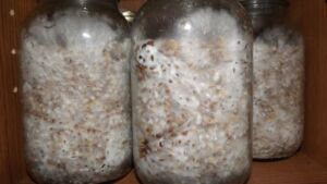 how to grow mycelium
