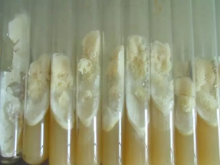 how to grow mycelium on agar