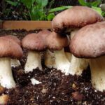How to grow porcini at home for beginners? (penny bun, boletus edulis)
