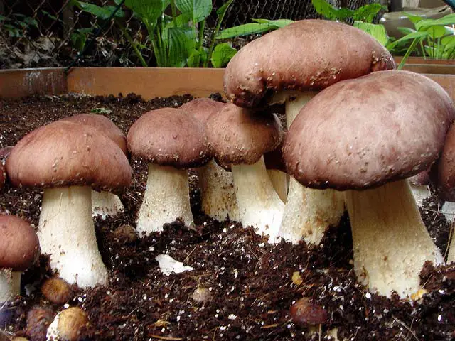 how to grow porcini at home for beginners