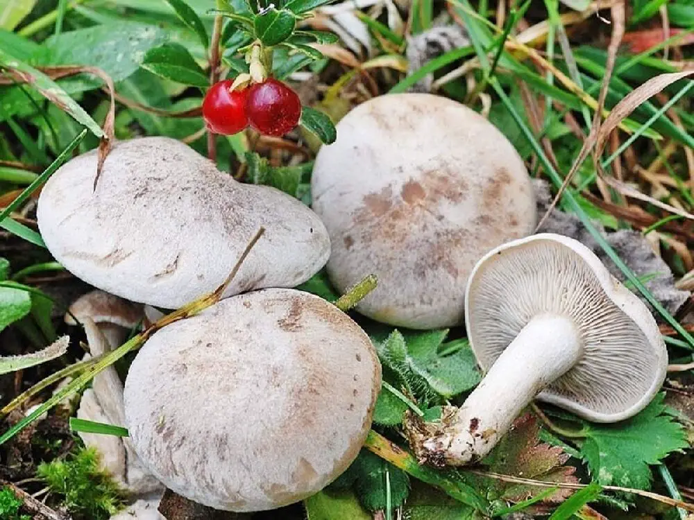 Inedible or poisonous Mushrooms that grow under pine trees