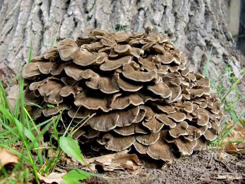 maitake curly griffin