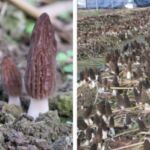 3 Morel mushroom growing methods (American, French, German)