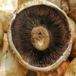 mushroom turned black prevention sign of bad mushroom