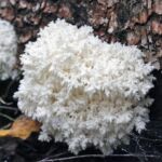 Mushrooms Growing on Tree Stump ( Top 14 Species)