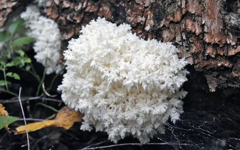 mushrooms growing on tree stump