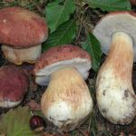 Top 14 Mushrooms that grow under pine trees forest