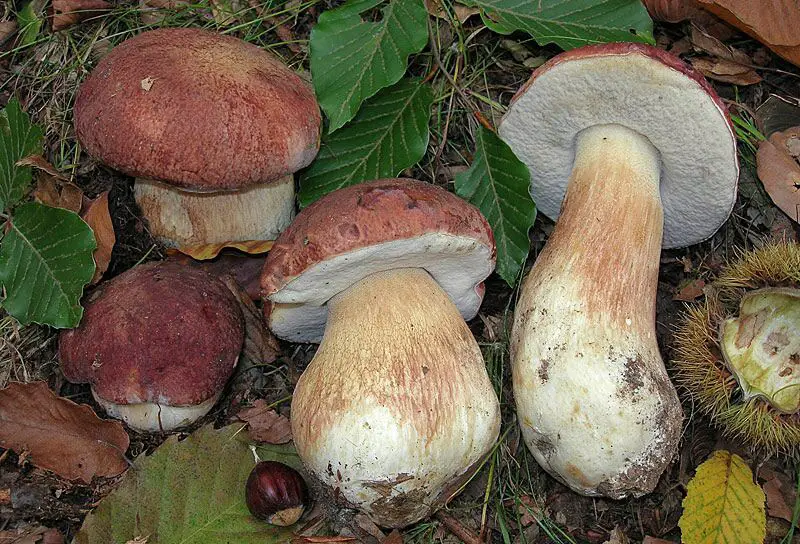 mushrooms that grow under pine trees