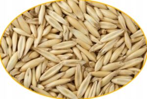 oat grain spawn