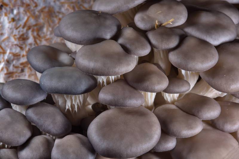 oyster mushroom pleurotus ostreatus