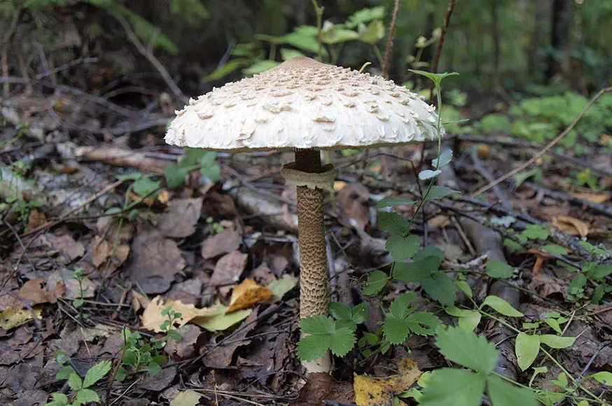 parasol mushroom 1