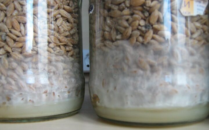 preparing mycelium growing jar