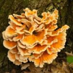 Top 11 Edible Mushrooms that Grow on Trees (Name & Photos)