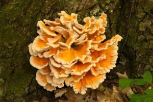 top 11 edible mushrooms that grow on trees