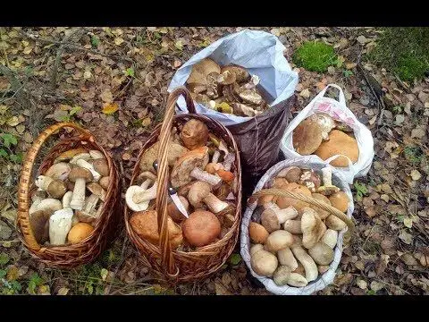 what month is mushroom season