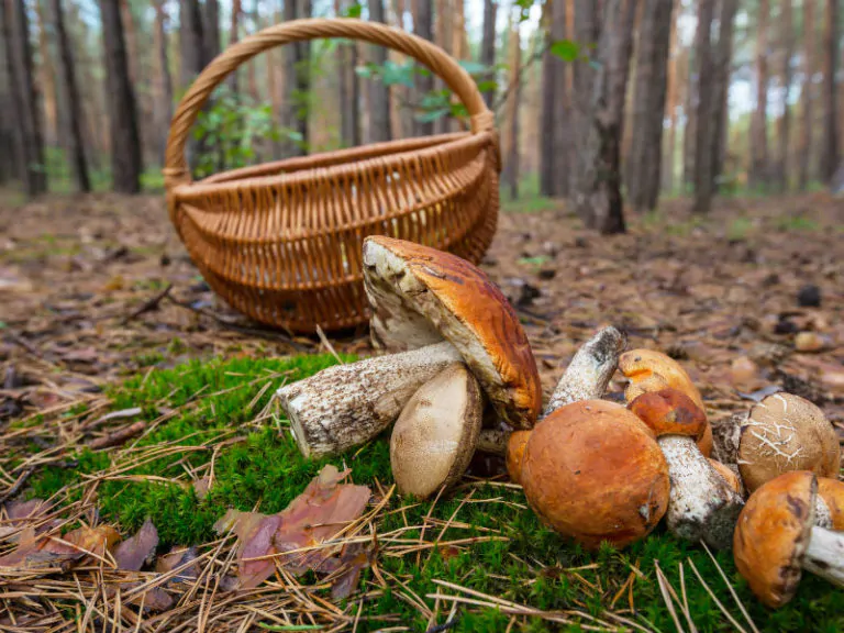 when to pick mushrooms