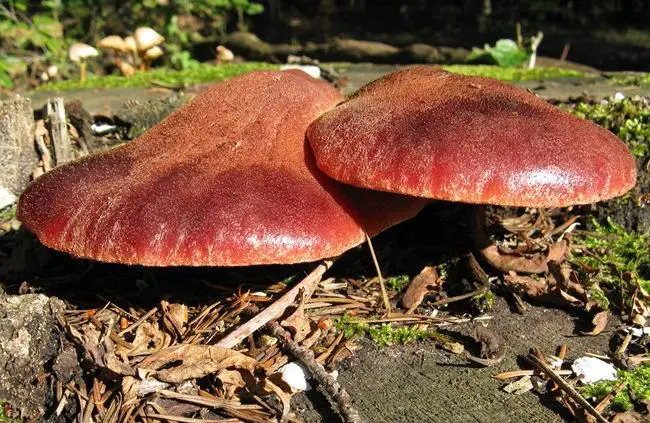 beefsteak mushroom