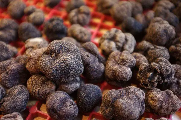 false black truffles
