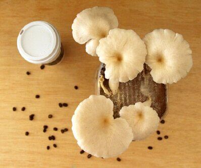 growing shiitake mushrooms in coffee grounds